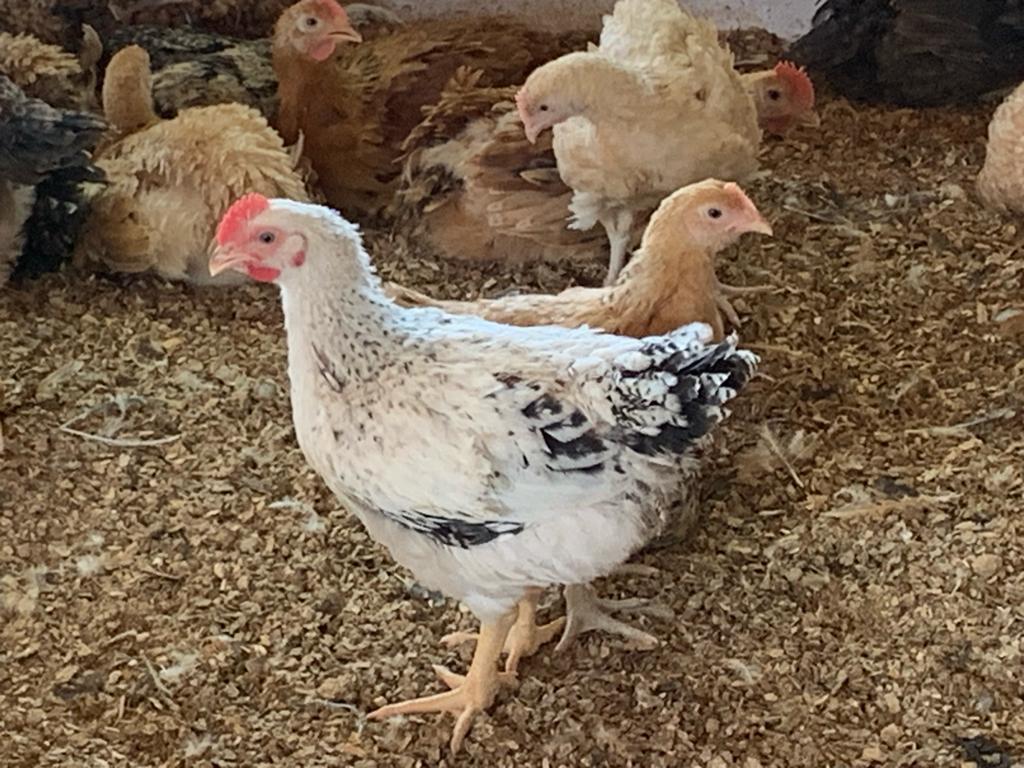 Poulets du Faso en vente Poulets du Faso de première qualité, disponibles à des prix exceptionnels ! Idéals pour vos célébrations de fin de l