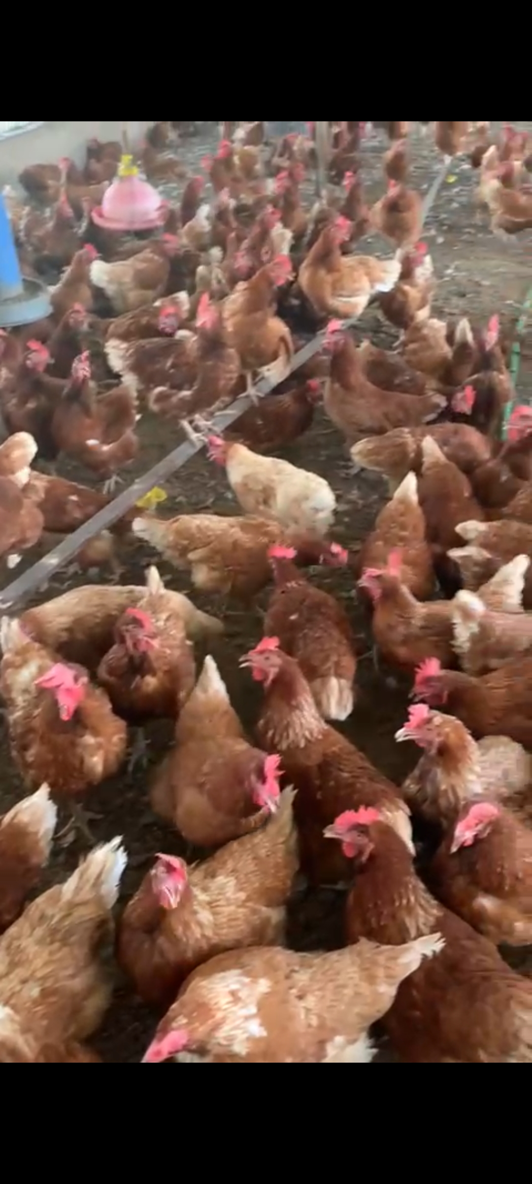 Vente poulets reformés Pour vos besoins de consommation et surtout pour les cérémonies, vente de poulets reformés de très bonne qualité à des prix abordables.