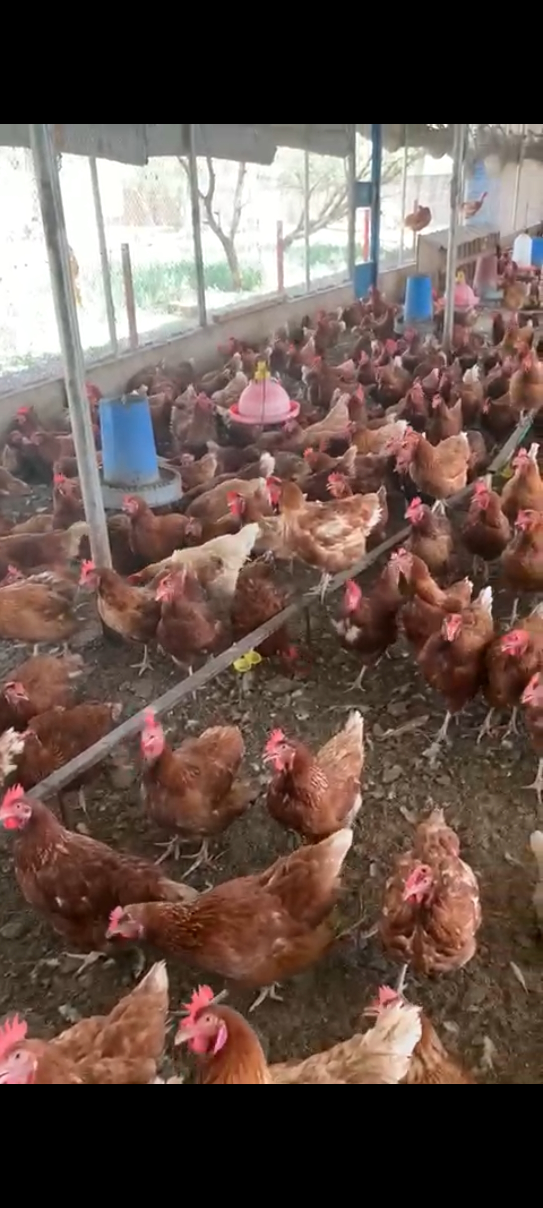 Vente poulets reformés Pour vos besoins de consommation et surtout pour les cérémonies, vente de poulets reformés de très bonne qualité à des prix abordables.
