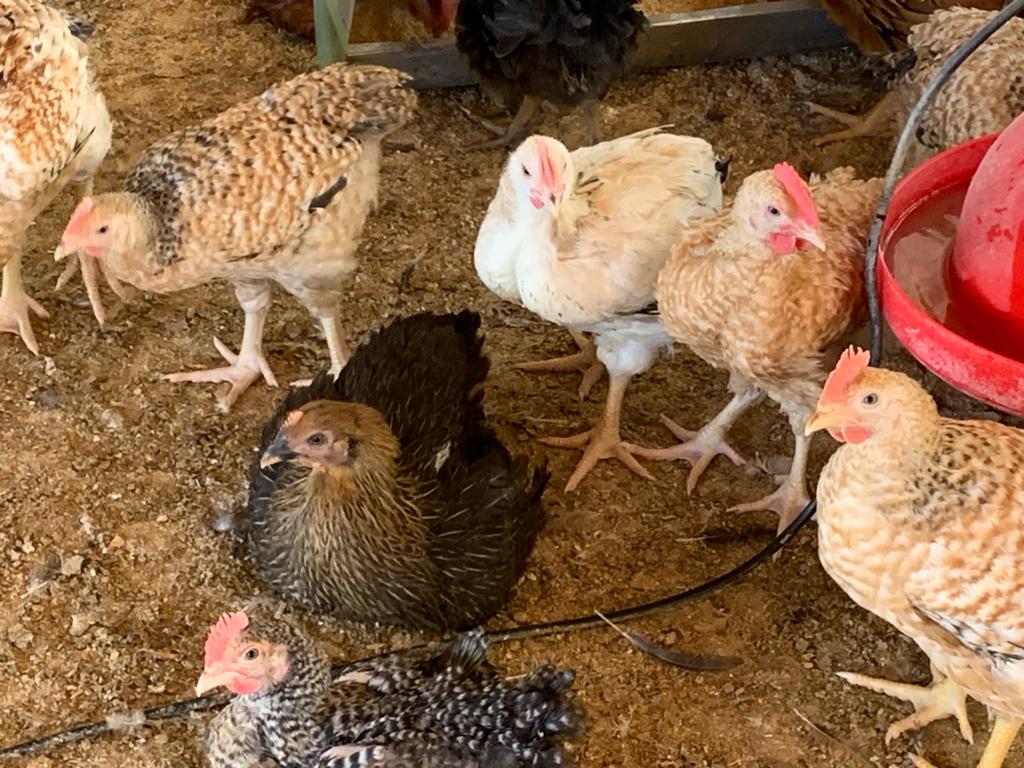 Poulets du Faso en vente Nos poulets de Faso, élevés avec soin et attention, sont désormais disponibles à un prix exceptionnel de seulement 2750 FCFA l