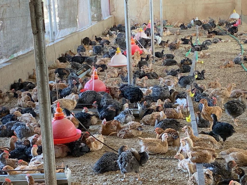 Poulets du Faso en vente Nos poulets de Faso, élevés avec soin et attention, sont désormais disponibles à un prix exceptionnel de seulement 2750 FCFA l