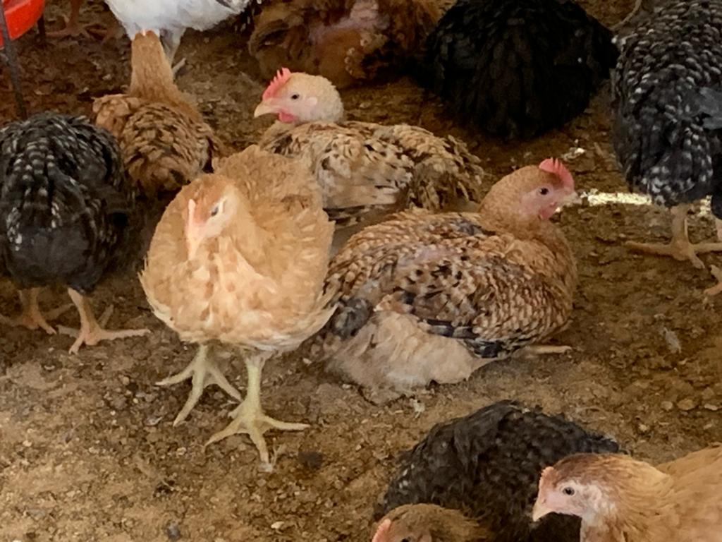 Poulets du Faso en vente Poulets du Faso de première qualité, disponibles à des prix exceptionnels ! Idéals pour vos célébrations de fin de l